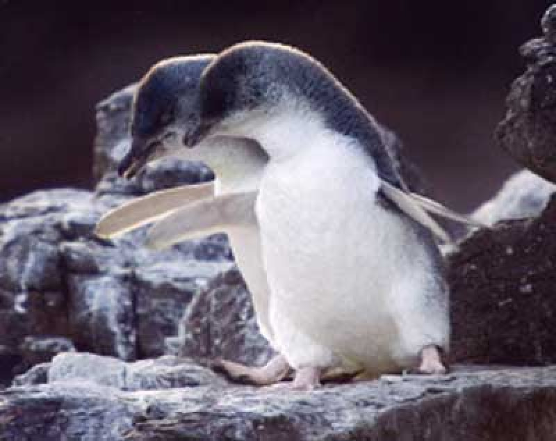 penguin tour